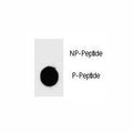 Dot blot analysis of phospho-Bad antibody. 50ng of phos-peptide or nonphos-peptide per dot were spotted.