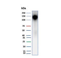 Western blot testing of human kidney tissue lysate using recombinant Ksp-Cadherin antibody (clone rCDH16/7343). Expected molecular weight ~130 kDa.