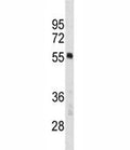 PTBP1 antibody western blot analysis in MCF-7 lysate. Predicted molecular weight ~57kDa.