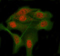 Immunofluorescent staining of RBM12B using anti-RBM12B antibody (red) and anti-Beta Tubulin antibody (green). RBM12B was detected in immunocytochemical section of HELA cell. Enzyme antigen retrieval was performed using IHC enzyme antigen retrieval reagent for 15 mins. The cells were blocked with 10% goat serum. And then incubated with 5 ug/ml rabbit anti-RBM12B antibody and mouse anti-Beta Tubulin antibody overnight at 4oC.