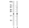Western blot testing of human 1) HeLa and 2) HepG2 cell lysate with Glyoxalase I antibody. Predicted molecular weight ~21 kDa.