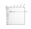 Western blot analysis of POU6F2 using anti-POU6F2 antibody. Electrophoresis was performed on a 10% SDS-PAGE gel at 80V (Stacking gel) / 120V (Resolving gel) for 2 hours. Lane 1: human K562 whole cell lysates, Lane 2: rat testis tissue lysates, Lane 3: rat brain tissue lysates, Lane 4: mouse testis tissue lysates, Lane 5: mouse brain tissue lysates. After electrophoresis, proteins were transferred to a nitrocellulose membrane at 150 mA for 50-90 min.