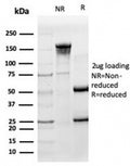 SDS-PAGE analysis of purified, BSA-free HA Tag antibody (clone HA/279) as confirmation of integrity and purity.