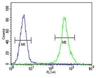 ZEB2 antibody flow cytometric analysis of MDA-MB435 cells (right histogram) compared to a negative control (left histogram). FITC-conjugated goat-anti-rabbit secondary Ab was used for the analysis.