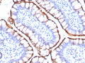 IHC staining of FFPE human small intestine tissue with Angiotensin Converting Enzyme 2 antibody (clone ACE2/8748R) at 2ug/ml. HIER: boil tissue sections in pH 9 10mM Tris with 1mM EDTA for 20 min and allow to cool before testing.