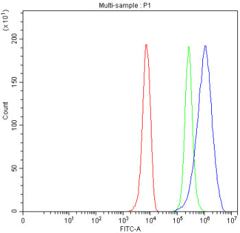 Western blot testing of DPYD antibody and human MDA-MB-231 cell lysate. Predicted molecular weight ~111 kDa.