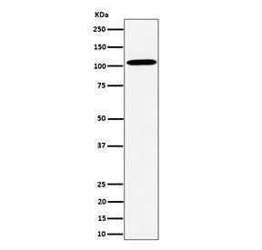 Western blot testing of human HepG2 cell lysate with USO1 antibody. Predicted molecular weight: ~108 kDa, routinely observed at 108~115 kDa.