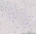 IHC staining of FFPE rat brain tissue with Calcineurin B antibody. HIER: boil tissue sections in pH8 EDTA for 20 min and allow to cool before testing.