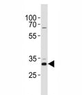 CCND1 antibody western blot analysis in HeLa lysate. Predicted molecular weight: 32-36 kDa.