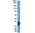 Western blot testing of human Daudi cell lysate with recombinant BOB-1 antibody at 1:10,000 dilution. Predicted molecular weight: ~28 kDa (unmodified), 35-40 kDa (ubiquitinated).