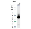 Western blot testing of human Raji cell lysate with CD38 antibody (clone CD38/8075R). Expected molecular weight: 34-46 kDa depending on glycosylation level.