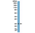 Western blot testing of human plasma with recombinant Asprosin antibody at 1:25000. Predicted molecular weight ~16 kDa but may be observed at higher molecular weights due to glycosylation.