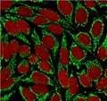 Immunofluorescent staining of MeOH-fixed human HeLa cells with HSP60 antibody (clone HSPD1/875, green) and Reddot nuclear stain (red).