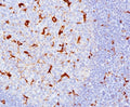 IHC testing of human tonsil (10X) stained with CD68 antibody cocktail (KP1 + C68/684).