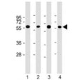Western blot testing of CRY2 antibody at 1:4000: Lane 1) human HepG2, 2) (h) heart lysate; 3) (h) liver lysate and 4) mouse liver lysate. Predicted molecular weight ~67 kDa.