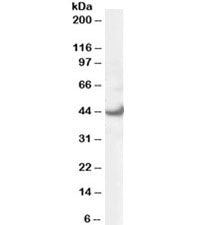 Western blot testing of 293 lysate with ERK1 antibody at 0.3ug/ml. Predicted molecular weight ~43kDa.