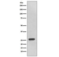 Western blot testing of human 293T cell lysate with UCHL3 antibody. Predicted molecular weight ~26 kDa.