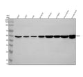 Western blot analysis of ING3 using anti-ING3 antibody. Electrophoresis was performed on a 12% SDS-PAGE gel at 80V (Stacking gel) / 120V (Resolving gel) for 2 hours. Lane 1: human K562 whole cell lysates, Lane 2: human 293T whole cell lysates, Lane 3: human Hela whole cell lysates, Lane 4: human SH-SY5Y whole cell lysates, Lane 5: rat brain tissue lysates, Lane 6: rat heart tissue lysates, Lane 7: mouse brain tissue lysates, Lane 8: mouse heart tissue lysates.