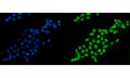 Immunofluorescent staining of FFPE human A431 cells with Splicing factor 1 antibody (green) and DAPI nuclear stain (blue). HIER: steam section in pH6 citrate buffer for 20 min.