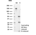 SDS-PAGE analysis of purified, BSA-free GATA3 antibody (clone rGATA3/9107) as confirmation of integrity and purity.