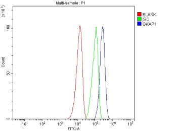 Flow Cytometry analysis of SH-SY5Y cells using anti-GKAP1 antibody. Overlay histogram showing SH-SY5Y cells stained with (Blue line). To facilitate intracellular staining, cells were fixed with 4% paraformaldehyde and permeabilized with permeabilization buffer. The cells were blocked with 10% normal goat serum. And then incubated with rabbit anti-GKAP1 antibody (1 ug/million cells) for 30 min at 20oC.