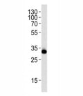 Western blot analysis of lysate from HeLa cell line using RPS6 antibody at 1:1000. Predicted molecular weight ~29 kDa.