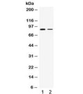 Western blot testing of 1) rat brain and 2) MCF7 lysate with SMURF1 antibody. Expected/observed molecular weight ~86 kDa.