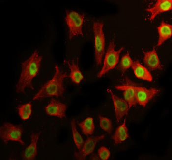 Immunofluorescent staining of RTF2 using anti-RTF2 antibody (green) and anti-Beta Tubulin antibody (red). RTF2 was detected in immunocytochemical section of cell. Enzyme antigen retrieval was performed using IHC enzyme antigen retrieval reagent for 15 mins. The cells were blocked with 10% goat serum. And then incubated with 5 ug/ml rabbit anti-RTF2 antibody and mouse anti-Beta Tubulin antibody overnight at 4oC.