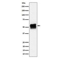 Western blot analysis of Phospho-Tau (S202) expression in mouse hippocampus cell lysate using Phospho-Tau (Ser202) antibody. The expected molecular weight of phosphorylated Tau (Ser202) is approximately 45-70 kDa, corresponding to the major Tau isoforms.