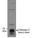 Western blot testing of human neutrophils lysate with Cathepsin C antibody at 1ug/ml. The ~55 kDa proenzyme form is processed into ~25 kDa and 8 kDa chains.