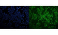 Immunofluorescent staining of FFPE human MCF7 cells with LXR beta antibody (green) and DAPI nuclear stain (blue). HIER: steam section in pH6 citrate buffer for 20 min.