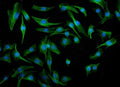Immunofluorescent staining of FFPE mouse RM-1 cells with Irf3 antibody (green) and DAPI nuclear stain (blue). HIER: steam section in pH6 citrate buffer for 20 min.