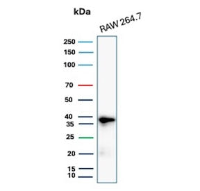 Western blot testing of mouse RAW264.7 cell lysate with recombinant Cyclin D1 antibody. Predicted molecular weight: 32-36 kDa.