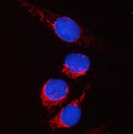 Immunofluorescent staining of FFPE human U-2 OS cells with PYCR2 antibody (red) and DAPI nuclear stain (blue). HIER: steam section in pH6 citrate buffer for 20 min.