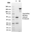 SDS-PAGE analysis of purified, BSA-free Cyclin E1 antibody (clone CCNE1/2587) as confirmation of integrity and purity.