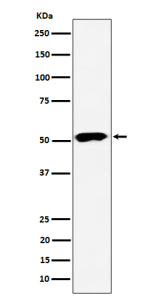 Western blot analysis of PPP2R5E expression in human 293 cell lysate using PPP2R5E antibody. Predicted molecular weight: 50~56kDa.