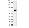 Western blot testing of human HeLa cell lysate with CD44 antibody (clone SPM521). Expected molecular weight ~81 kDa.