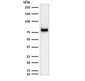 Western blot testing of human HeLa cell lysate with CD44 antibody (clone SPM521). Expected molecular weight ~81 kDa.