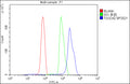 Flow Cytometry analysis of U937 cells using anti-TGOLN2 antibody. Overlay histogram showing U937 cells stained with (Blue line). To facilitate intracellular staining, cells were fixed with 4% paraformaldehyde and permeabilized with permeabilization buffer. The cells were blocked with 10% normal goat serum. And then incubated with rabbit anti-TGOLN2 antibody (1 ug/million cells) for 30 min at 20oC.