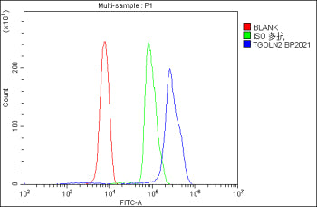 Flow Cytometry analysis of U937 cells using anti-TGOLN2 antibody. Overlay histogram showing U937 cells stained with (Blue line). To facilitate intracellular staining, cells were fixed with 4% paraformaldehyde and permeabilized with permeabilization buffer. The cells were blocked with 10% normal goat serum. And then incubated with rabbit anti-TGOLN2 antibody (1 ug/million cells) for 30 min at 20oC.