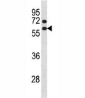 Cyclin B1 antibody western blot analysis in NCI-H460 lysate. Predicted molecular weight: 48-60 kDa