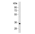 Western blot testing of human HeLa cell lysate with OR1B1 antibody at 1:500. Predicted molecular weight ~35 kDa.