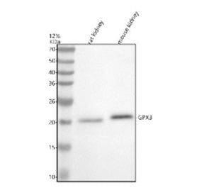 Western blot analysis of GPX3 using anti-GPX3 antibody. Electrophoresis was performed on a 12% SDS-PAGE gel at 80V (Stacking gel) / 120V (Resolving gel) for 2 hours. Lane 1: rat kidney tissue lysates, Lane 2: mouse kidney tissue lysates. After electrophoresis, proteins were transferred to a nitrocellulose membrane at 150 mA for 50-90 min. Blocked the membrane with 5% non-fat milk/TBS for 1.5 hour at RT.