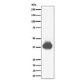 Western blot testing of human U937 cell lysate with CD32A/B/C antibody. Predicted molecular weight: 34-40 kDa depending on level of glycosylation.