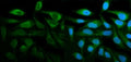 Immunofluorescent staining of FFPE human HeLa cells with STAT1 antibody (green) and DAPI nuclear stain (blue). HIER: steam section in pH6 citrate buffer for 20 min.