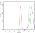 Flow cytometry testing of human Caco-2 cells with Rhotekin antibody at 1ug/million cells (blocked with goat sera); Red=cells alone, Green=isotype control, Blue= Rhotekin antibody.
