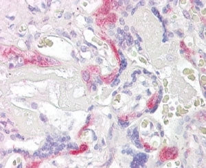 IHC testing of FFPE human placental tissue with PHLDA2 antibody at 4ug/ml. HIER: steamed with pH6 citrate buffer, AP-staining.