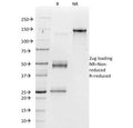 SDS-PAGE analysis of purified, BSA-free Vitronectin Receptor antibody (clone 23C6) as confirmation of integrity and purity.