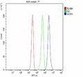 Flow Cytometry analysis of JK cells using anti-WDR55 antibody. Overlay histogram showing JK cells stained with (Blue line). To facilitate intracellular staining, cells were fixed with 4% paraformaldehyde and permeabilized with permeabilization buffer. The cells were blocked with 10% normal goat serum. And then incubated with rabbit anti-WDR55 antibody (1 ug/million cells) for 30 min at 20oC.