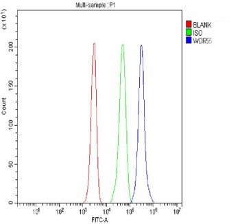 Flow Cytometry analysis of JK cells using anti-WDR55 antibody. Overlay histogram showing JK cells stained with (Blue line). To facilitate intracellular staining, cells were fixed with 4% paraformaldehyde and permeabilized with permeabilization buffer. The cells were blocked with 10% normal goat serum. And then incubated with rabbit anti-WDR55 antibody (1 ug/million cells) for 30 min at 20oC.